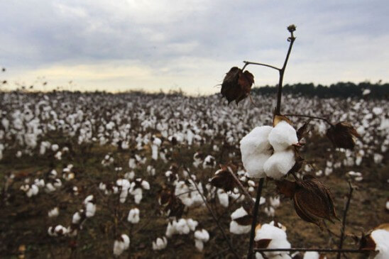 विदर्भातील अधिवेशनात कापूस प्रश्नाला बगल? 6 विदर्भातील अधिवेशनात कापूस प्रश्नाला बगल?