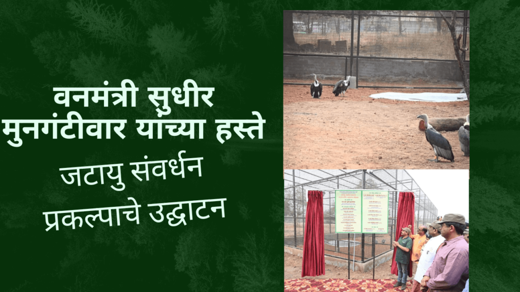 ताडोबात जटायुच्या अधिवासामुळे पर्यावरणाचे संरक्षण