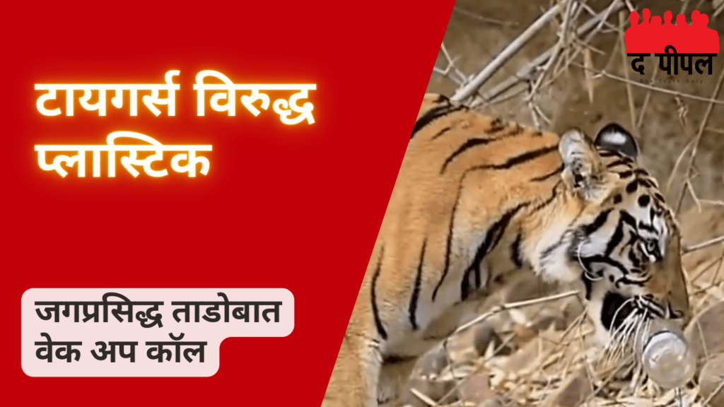 टायगर्स विरुद्ध प्लास्टिक: ताडोबा-अंधारी व्याघ्र प्रकल्पात त्वरित वेक अप कॉल