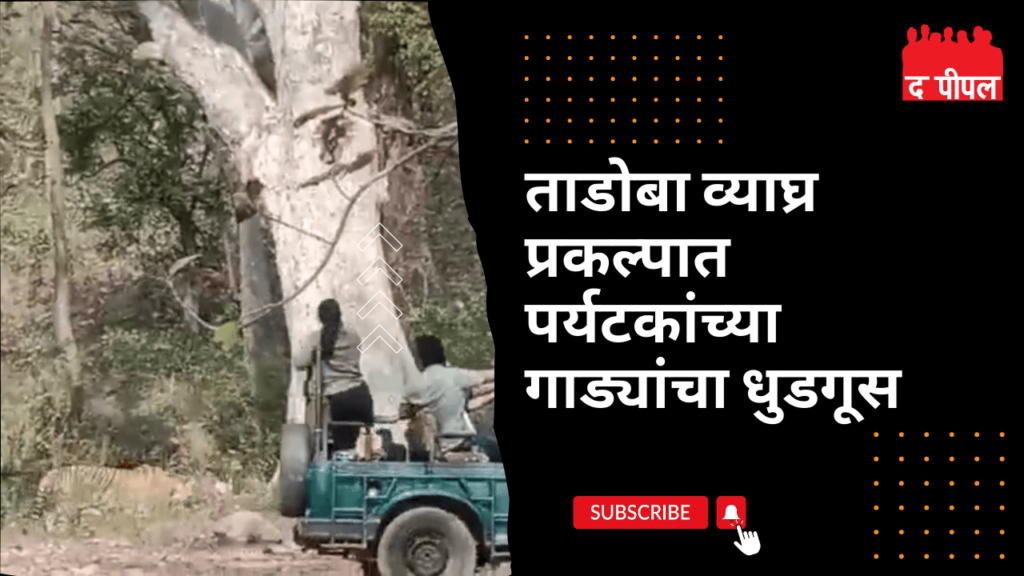 ताडोबा व्याघ्र प्रकल्पात पर्यटकांच्या गाड्यांचा धुडगूस