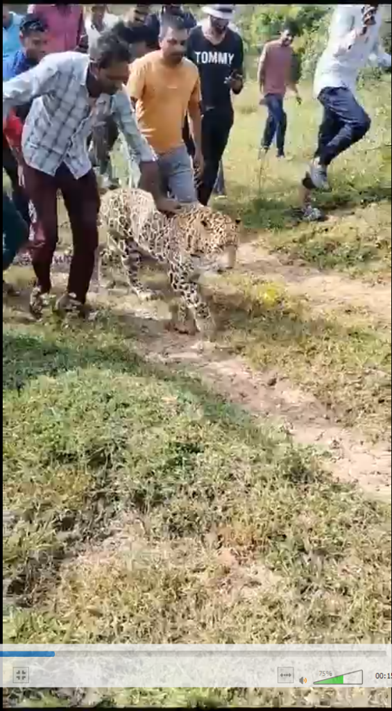 वस्तुस्थिती तपास: व्हायरल व्हिडिओमध्ये गावकऱ्यांसोबत दिसलेला बिबट्या न्यूरोलॉजिकल डिसऑर्डरने त्रस्त होता, तो दारूच्या नशेत नव्हता 3 वस्तुस्थिती तपास: व्हायरल व्हिडिओमध्ये गावकऱ्यांसोबत दिसलेला बिबट्या न्यूरोलॉजिकल डिसऑर्डरने त्रस्त होता, तो दारूच्या नशेत नव्हता