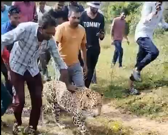 वस्तुस्थिती तपास: व्हायरल व्हिडिओमध्ये गावकऱ्यांसोबत दिसलेला बिबट्या न्यूरोलॉजिकल डिसऑर्डरने त्रस्त होता, तो दारूच्या नशेत नव्हता 1 वस्तुस्थिती तपास: व्हायरल व्हिडिओमध्ये गावकऱ्यांसोबत दिसलेला बिबट्या न्यूरोलॉजिकल डिसऑर्डरने त्रस्त होता, तो दारूच्या नशेत नव्हता